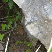 Anolis lucius femelle (Parque Nacional Topes de Collante)