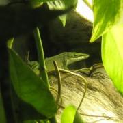Anolis porcatus mâle