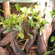 Terrarium Anolis oculatus