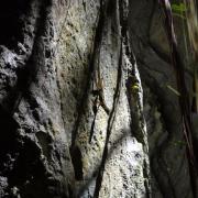 Anolis lucius mâle (Parque Nacional Topes de Collante)